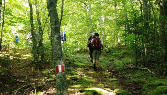 Groupe de randonneurs dans une Fôret de l'Aspromonte en Calabre