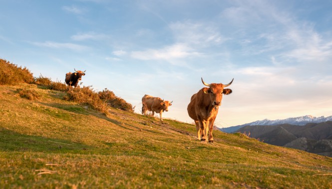 Vaches de race Aubrac