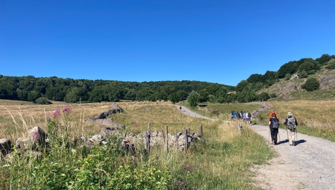 Randonneurs marchant sur les plateaux de l'Aubrac en Lozère, paysages de pâturages et estives