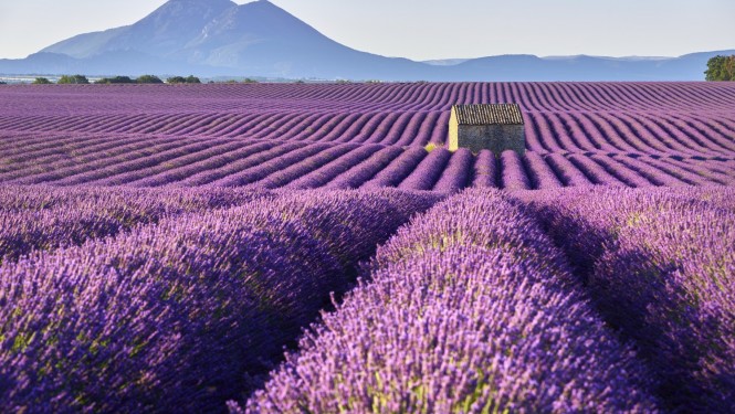 Vue panoramique du plateau de Valensole avec ses champs de lavande en fleurs sous un ciel bleu