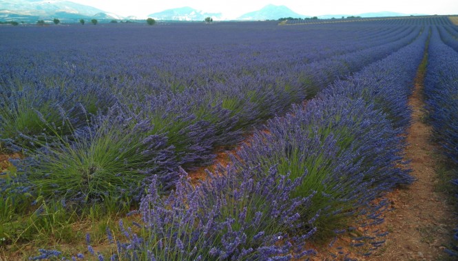 Champs de lavandes du plateau de Valensole