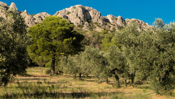Paysage et oliviers des Alpilles 