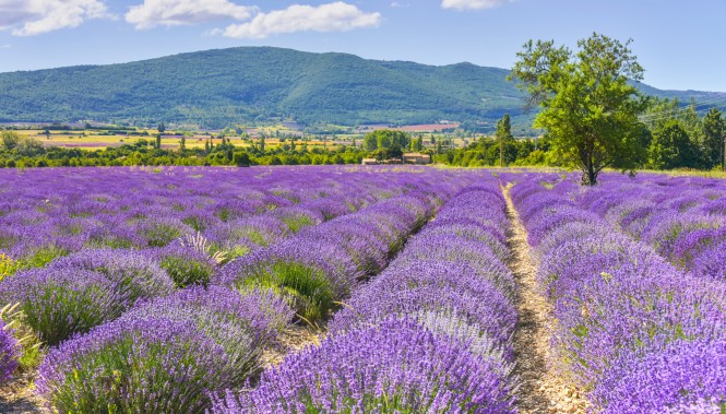 Champs de Lavandes près de Sault