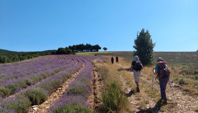 Randonnée le long d'un champ de lavandes