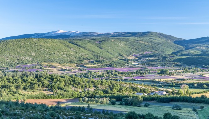 Champs de lavandes dans le Luberon