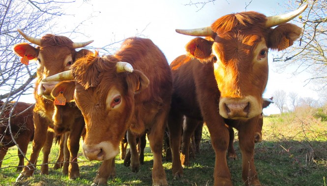 Vaches d'Aubrac