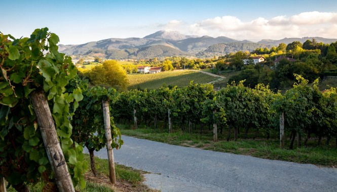 Vignobles de Txakoli