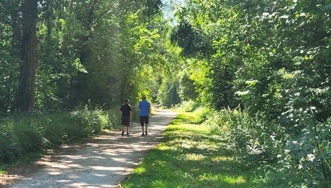 Randonnée en forêt Loire