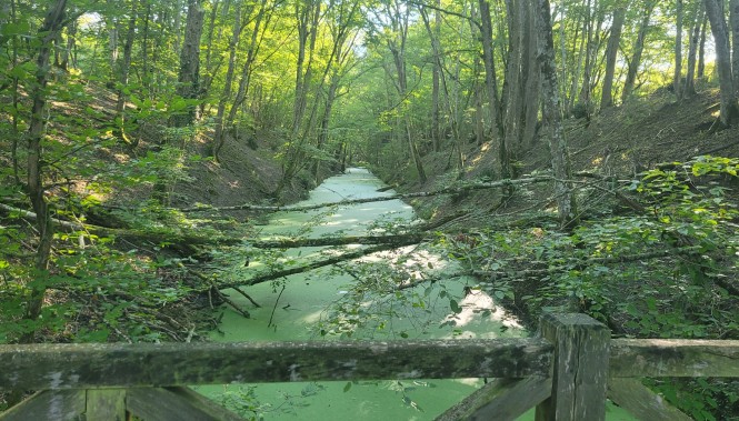Fôret domaniale de Chambord