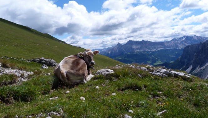 Vache dans les Dolomites