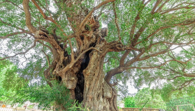Olivier pluricentenaire de Santa Maria Navarrese en Sardaigne 