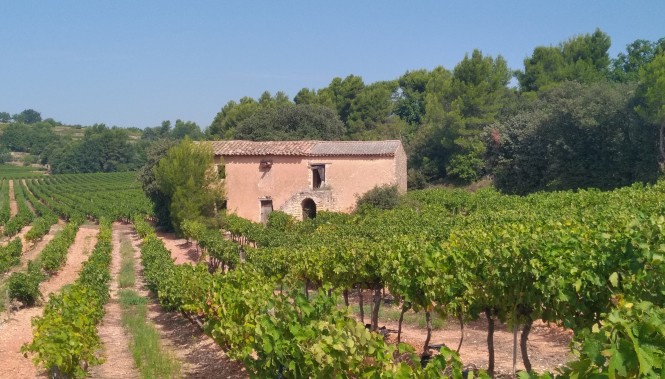 Randonnée à travers les vignes du Luberon et maisons en pierre