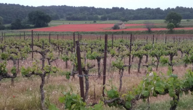 Vignes du Luberon et champ de coquelicots au printemps lors d’une randonnée en Provence