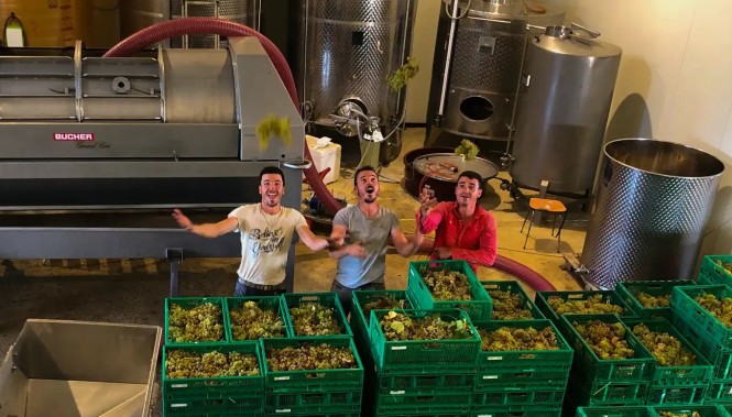 Les vendanges au Domaine du Coffre