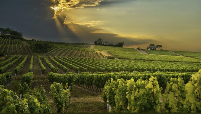 Crépuscule sur le vignoble Alsacien