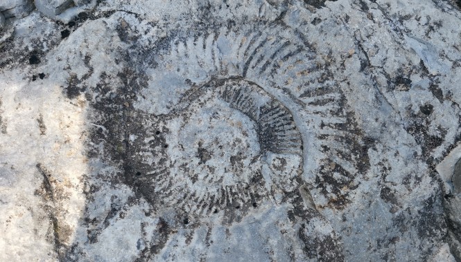 Fossile Saint Martin de Londres