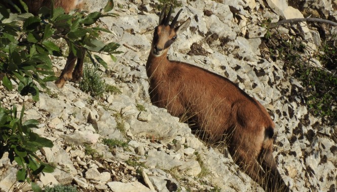 Les Chamois au Ventoux