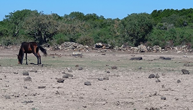 Pauli Maggiore à l'Automne