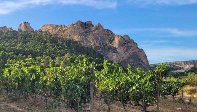 Vignobles de la Rioja en Espagne