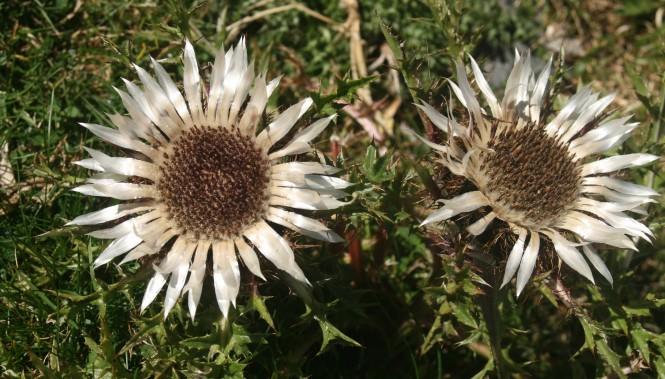 Les carlines à Bious Artigues