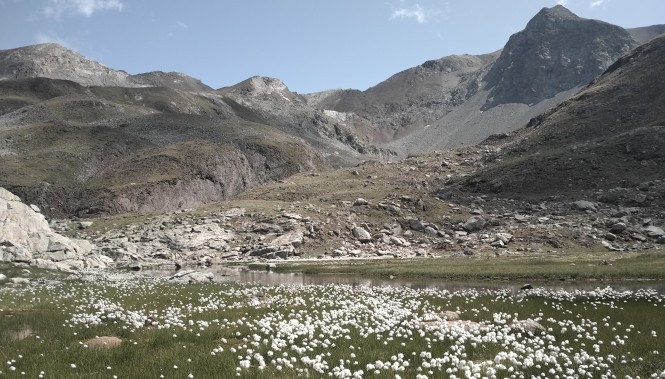 Linaigrettes Vallée D'Aure