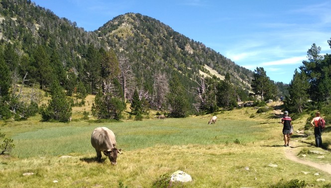 Réserve de Néouvielle, Prairie d'Estive