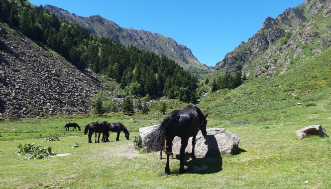 Le cheval Ariégeois : Cheval de Mérens