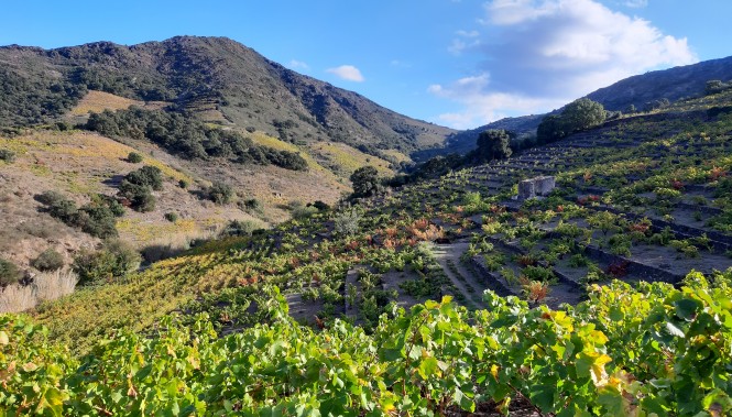 Vignoble de Banyuls