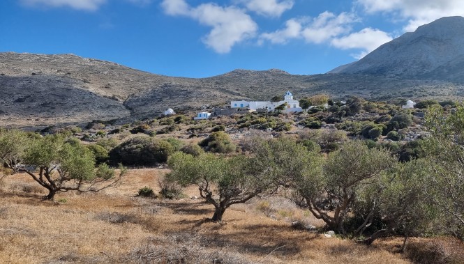 Oliveraies à Amorgos