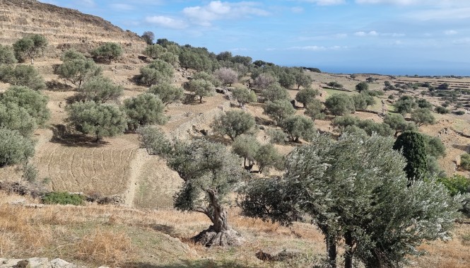 Oliveraies à Sifnos