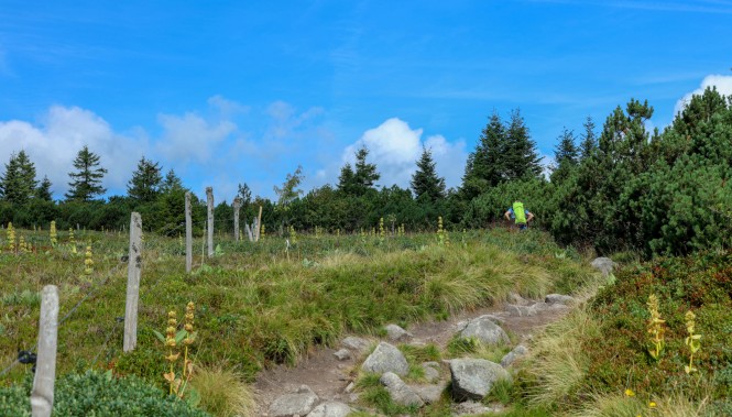 Gazon de Faing Vosges Lac Blanc