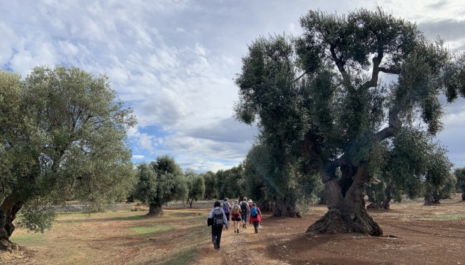 randonneurs traversant un champ d’oliviers dans les Pouilles